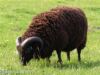 Fleecy golf sweaters 'just one contribution of sheep'