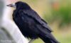 Golf apparel wearers to encounter crows?