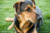 Golf news: Dog eats Masters ticket