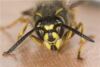 Golf trousers 'victim of waspish revenge'