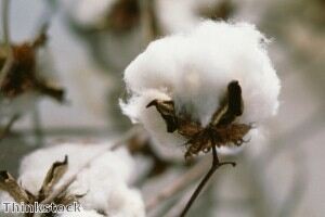 Cotton golf apparel 'becoming more popular'