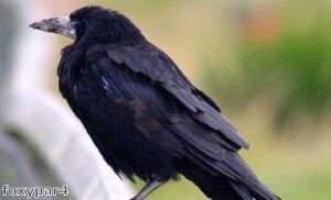 Crows have been spotted on a Yorkshire golf course.