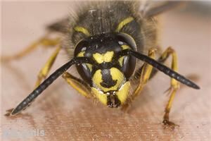 A wasp took its revenge on one player at Girvan Golf Club, driving him right out of his golf trousers