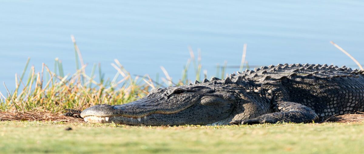 8 animal encounters you could face on the golf course
