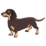 Dachshund