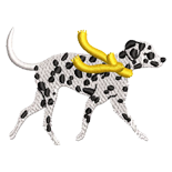 Dalmation