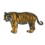 Bengal Tiger