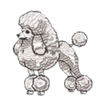 Poodle