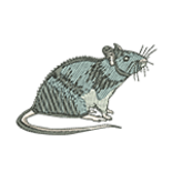 Rat
