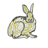Snowshoe Hare