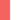 Apricot/White Apricot/White