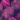Navy/Hot Pink Tropical Print