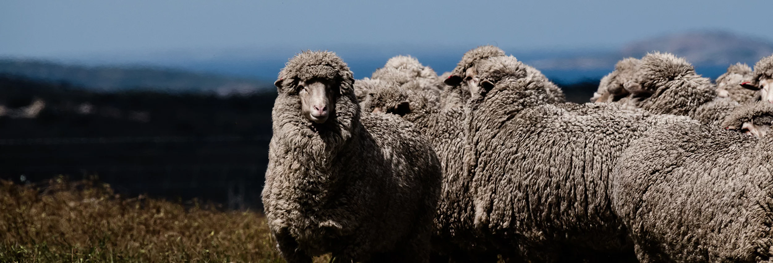 Is merino wool good for golf clothing?