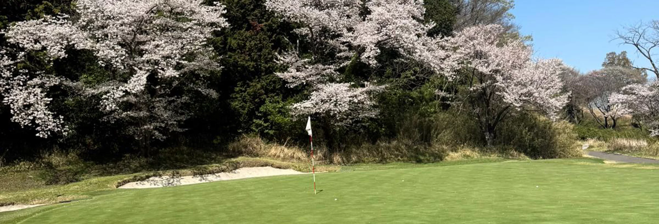 A golfer in Japan during Sakura: Tokyo, Kawana and the Fuji Course
