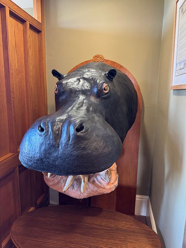 Formby Golf Club: pines, revetted sand and a hippo with a steel tooth