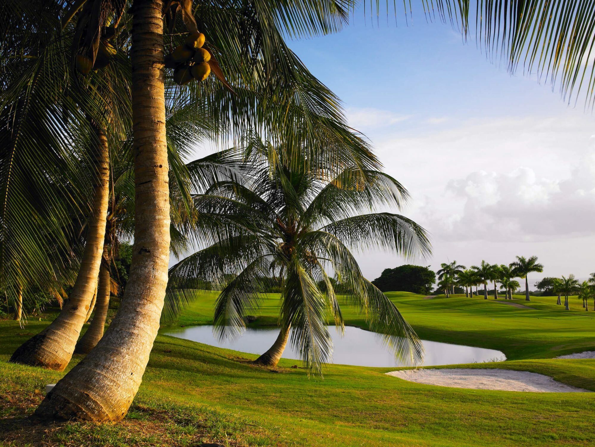 Work on your handicap in the shade of palm trees Palm trees on the Royal Westmoreland golf course, Barbados