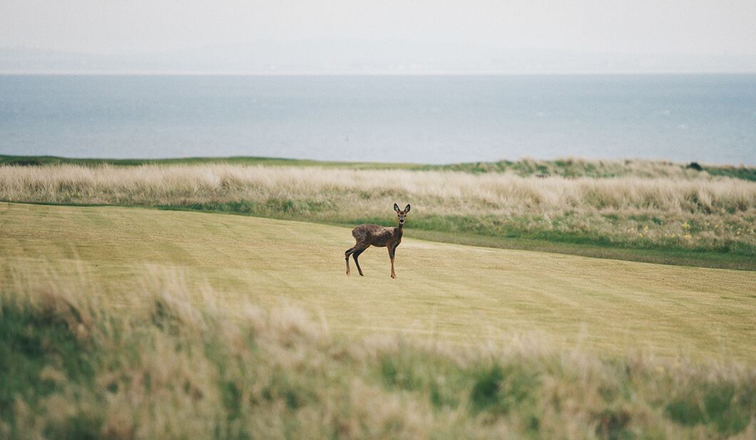 Fairways of Gullane