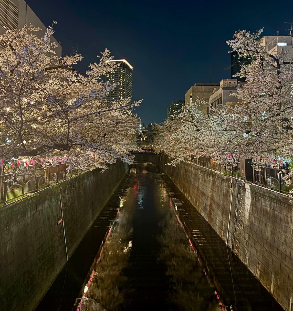 A golfer in Japan during Sakura: Tokyo, Kawana and the Fuji Course