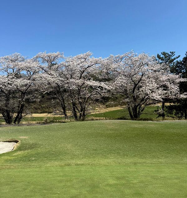 A golfer in Japan during Sakura: Tokyo, Kawana and the Fuji Course