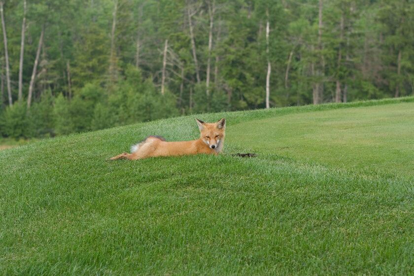Environmentally Friendly golf
