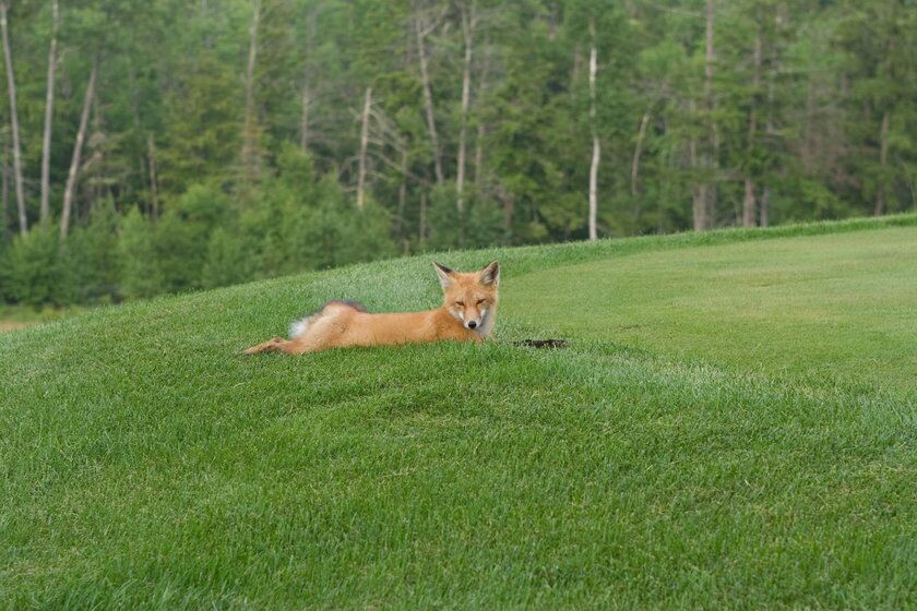 Environmentally Friendly golf Environmentally Friendly golf